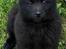 Schipperke Asti