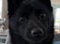 Schipperke Asti