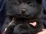 Schipperke Asti