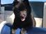 Schipperke Asti