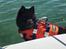 Schipperke Asti
