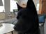 Schipperke Asti