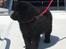 Schipperke Asti
