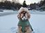 Amerikansk cocker spaniel Viggo Pedersen 