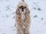 Amerikansk cocker spaniel Viggo Pedersen 