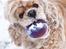 Amerikansk cocker spaniel Viggo Pedersen 