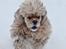 Amerikansk cocker spaniel Viggo Pedersen 