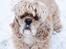 Amerikansk cocker spaniel Viggo Pedersen 