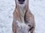 Whippet Falcon (Tanalorn Mr. Quade)
