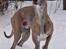 Whippet Falcon (Tanalorn Mr. Quade)