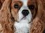 Cavalier king charles spaniel Piccocanes Louie