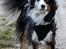Australian shepherd Sputnik
