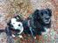 Australian shepherd Sputnik