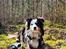 Australian shepherd Sputnik