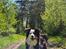 Australian shepherd Sputnik