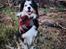 Australian shepherd Sputnik