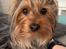 Australian silky terrier Enga’s Middle of the Night