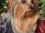 Australian silky terrier Enga’s Middle of the Night