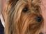Australian silky terrier Enga’s Middle of the Night