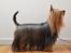 Australian silky terrier Enga’s Middle of the Night