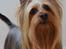 Australian silky terrier Enga’s Middle of the Night