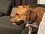 Staffordshire bull terrier Hedam Allstars Sarafina
