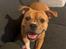Staffordshire bull terrier Hedam Allstars Sarafina