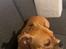 Staffordshire bull terrier Hedam Allstars Sarafina