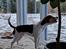 Dansk svensk gaardhund Eddie R.I.P. - 7. februar 2024