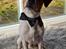 Dansk svensk gaardhund Eddie R.I.P. - 20. februar 2024