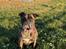 Leavitt Bulldog Isa 