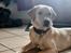 Labrador retriever Puk