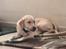 Labrador retriever Puk