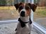 Dansk svensk gaardhund Eddie R.I.P. - 15. marts 2024
