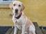 Labrador retriever Puk - Taget den 15/03 2024 Pukpigen 