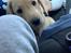 Labrador retriever Otto (servicehund , servicehundeforningen)