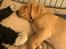 Labrador retriever Otto (servicehund , servicehundeforningen)