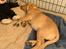 Labrador retriever Otto (servicehund , servicehundeforningen)