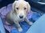 Labrador retriever Otto (servicehund , servicehundeforningen)