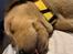 Labrador retriever Otto (servicehund , servicehundeforningen)