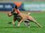 Malinois IGP3 Esh Codi-Fin  - CACIT 2024