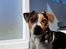 Dansk svensk gaardhund Eddie R.I.P. - 21. april 2024