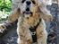 Amerikansk cocker spaniel Viggo Pedersen 
