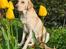 Labrador retriever Puk - Puk pigen <3 