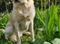 Labrador retriever Puk