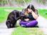 Labrador retriever Cody