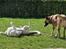 Blanding af racer Joey - Sammen med min mors hund