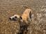 Whippet Dobby - 19 maj 2024