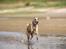 Whippet Dobby