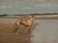 Whippet Dobby